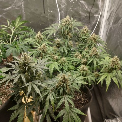 SKSR #1 growlog timeline photo