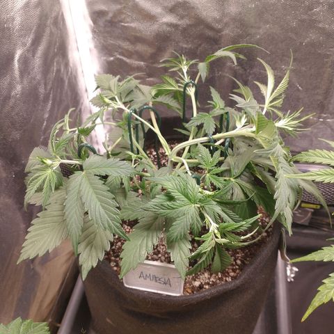 Amnesia Auto #1 growlog timeline photo