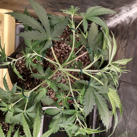 Amnesia Auto #1 growlog timeline photo