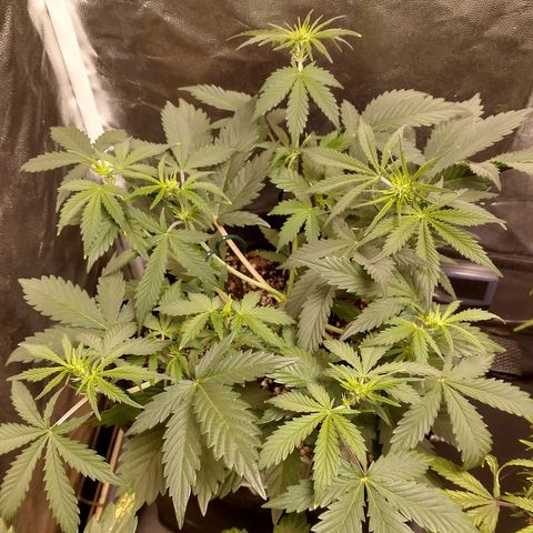 Amnesia Auto #1 growlog timeline photo