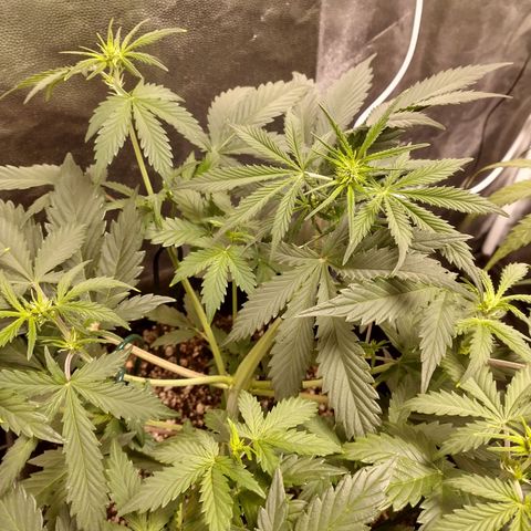 Amnesia Auto #1 growlog timeline photo