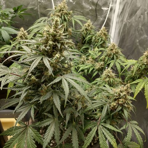 SKSR #1 growlog timeline photo