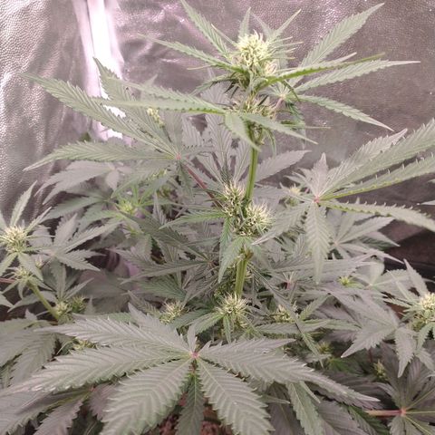 Amnesia Auto #1 growlog timeline photo