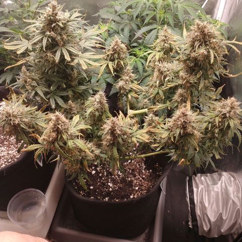 SKSR #1 growlog timeline photo