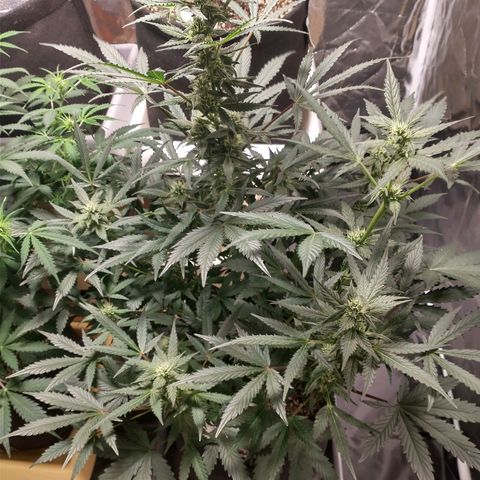Amnesia Auto #1 growlog timeline photo