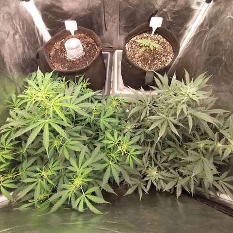 Amnesia Auto #1 growlog timeline photo