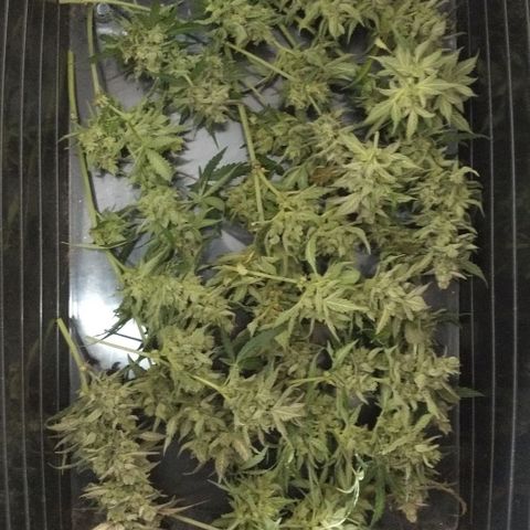 Amnesia Auto #1 growlog timeline photo