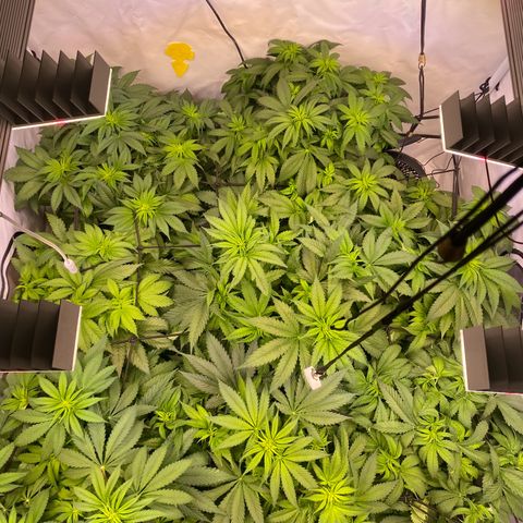 Runtz growlog timeline photo