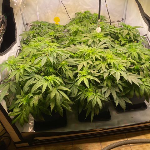 Runtz growlog timeline photo