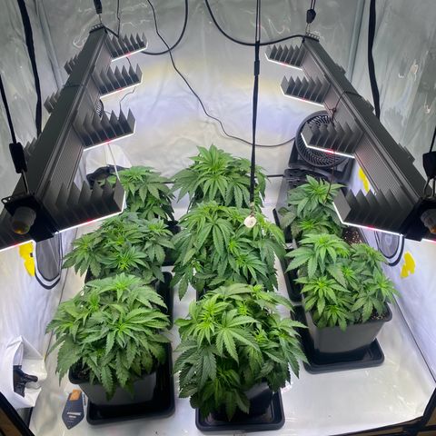 Runtz growlog timeline photo