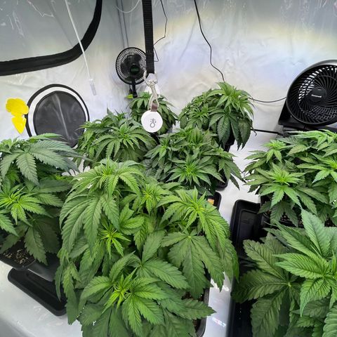 Runtz growlog timeline photo