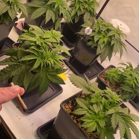 Runtz growlog timeline photo