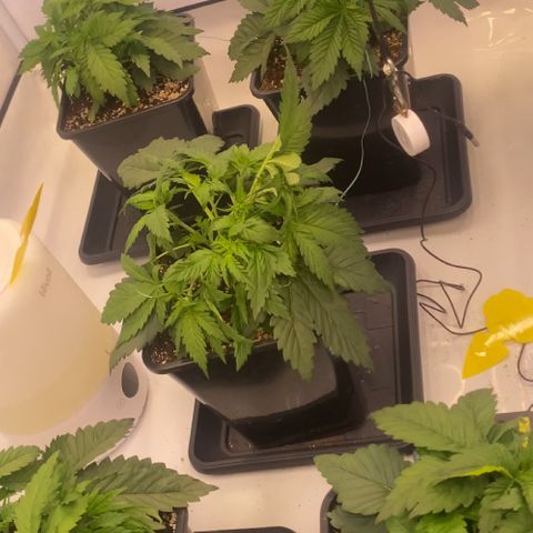 Runtz growlog timeline photo