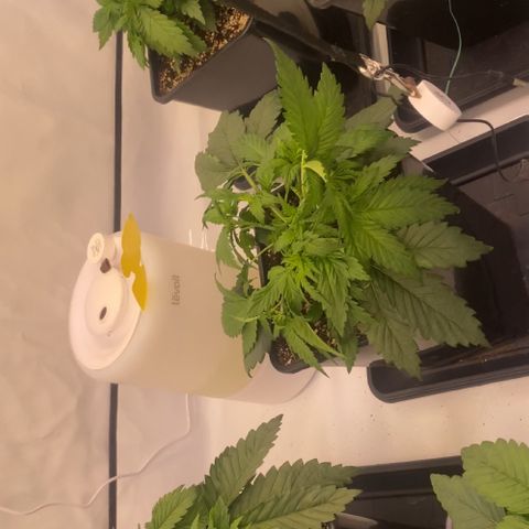 Runtz growlog timeline photo