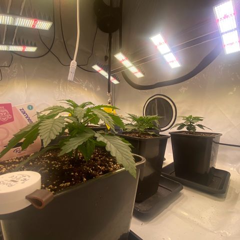Runtz growlog timeline photo