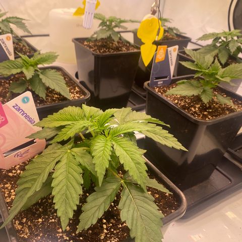 Runtz growlog timeline photo