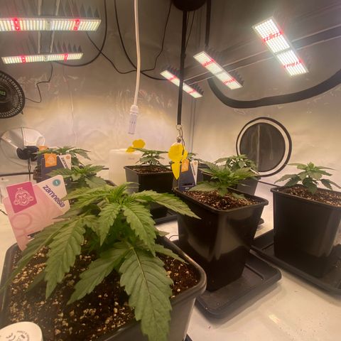 Runtz growlog timeline photo