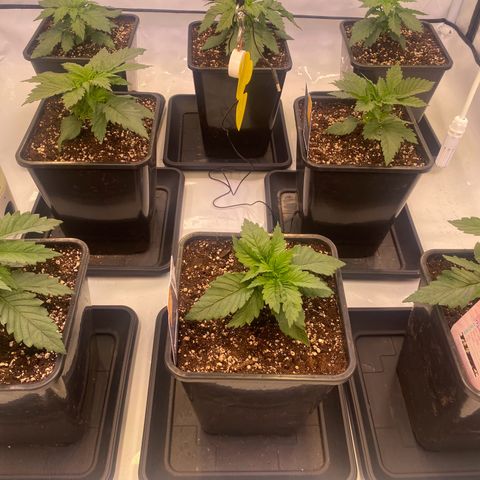 Runtz growlog timeline photo