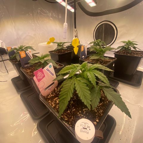 Runtz growlog timeline photo