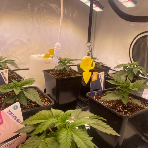 Runtz growlog timeline photo