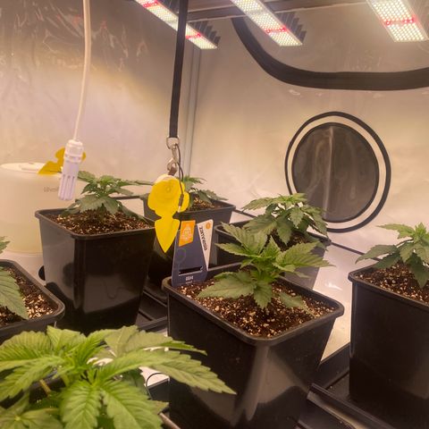 Runtz growlog timeline photo