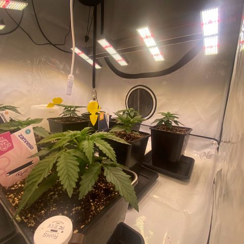 Runtz growlog timeline photo