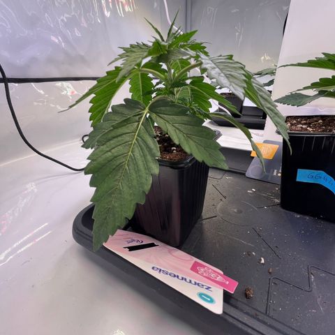 Runtz growlog timeline photo