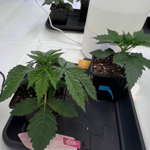 Runtz growlog timeline photo