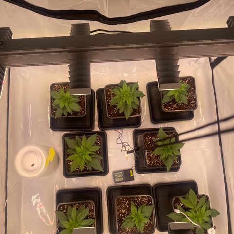 Runtz growlog timeline photo