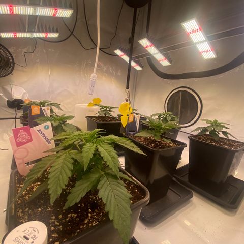 Runtz growlog timeline photo