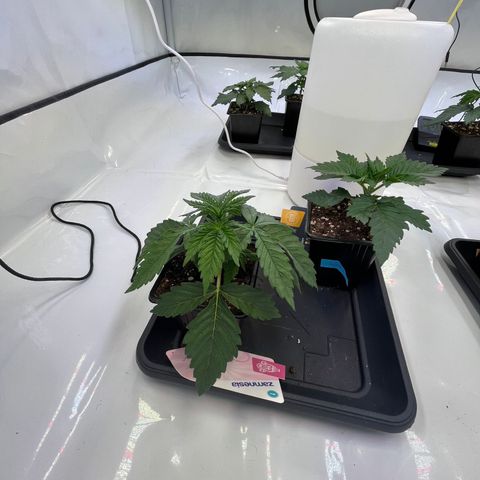 Runtz growlog timeline photo