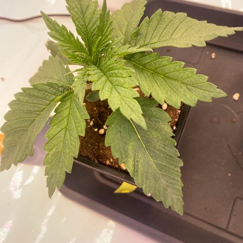 Runtz growlog timeline photo