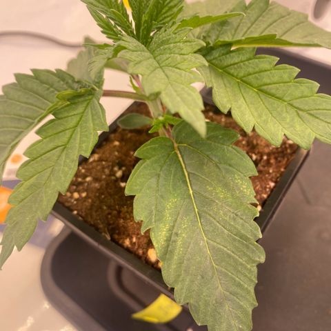 Runtz growlog timeline photo