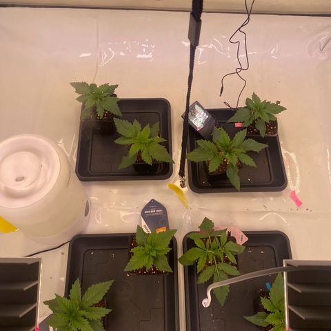 Runtz growlog timeline photo