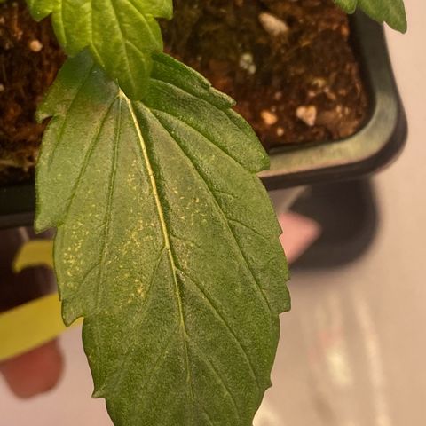 Runtz growlog timeline photo