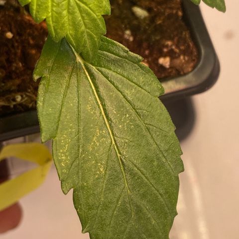 Runtz growlog timeline photo