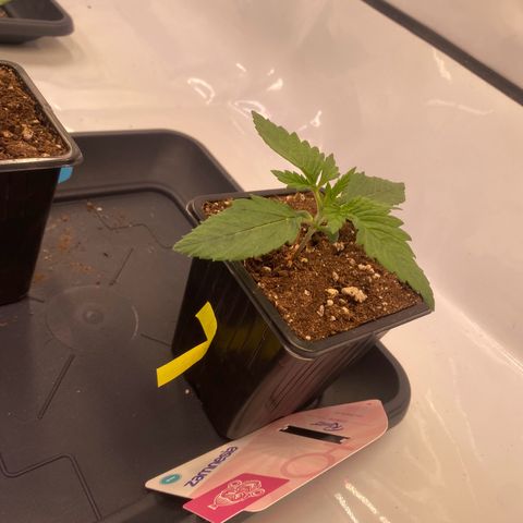 Runtz growlog timeline photo