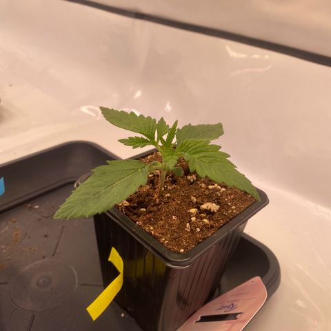 Runtz growlog timeline photo