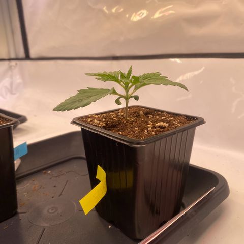 Runtz growlog timeline photo