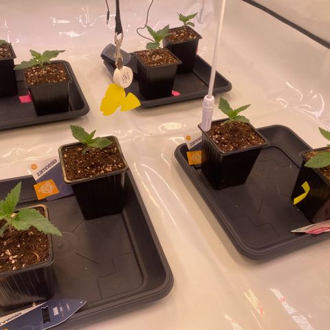 Runtz growlog timeline photo