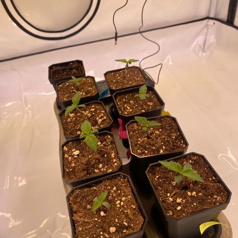 Runtz growlog timeline photo