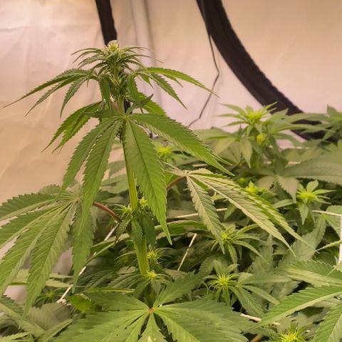 Runtz growlog timeline photo