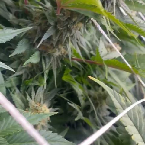Runtz growlog timeline photo