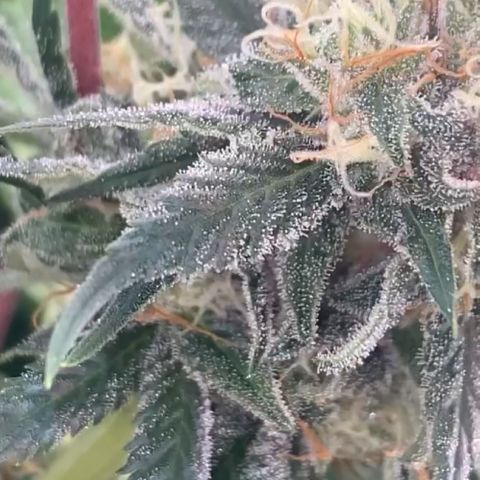Runtz growlog timeline photo