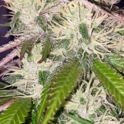 Runtz growlog timeline photo