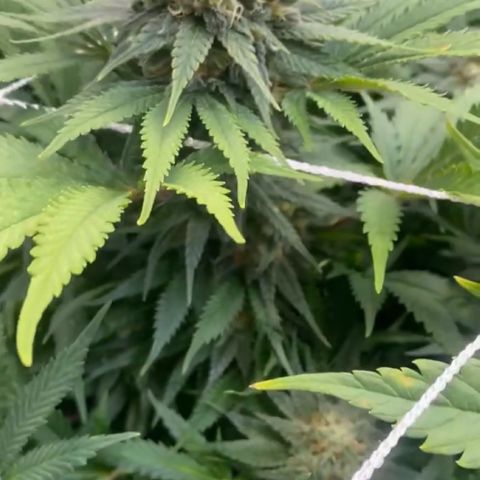 Runtz growlog timeline photo