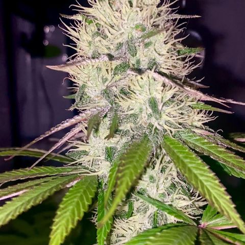 Runtz growlog timeline photo