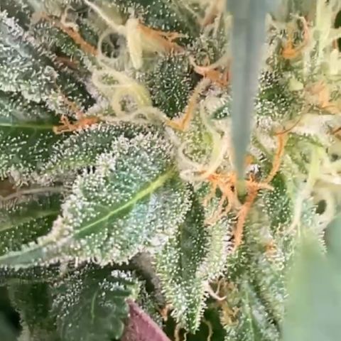 Runtz growlog timeline photo
