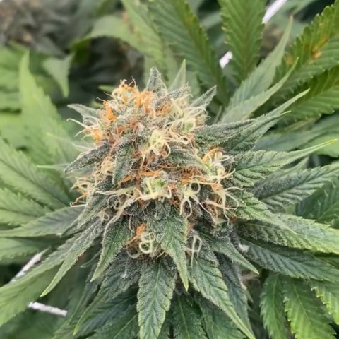 Runtz growlog timeline photo
