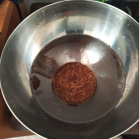 Green Gelato Auto - My First Grow! growlog photo: iGrowCan from Royal Queen Seeds. 4 days to sprout in provided coco, rooter and grow powder under natural light.